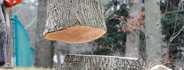 Best Fruit Tree Pruning  in Aberdeen, NC